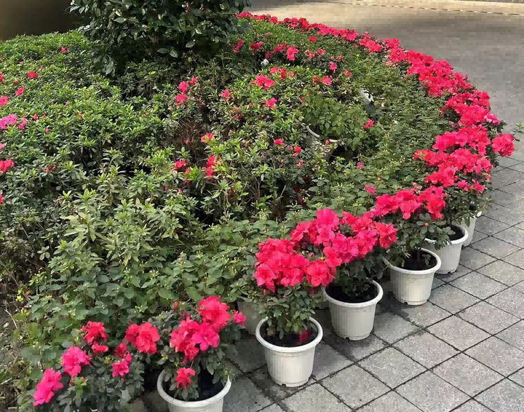 Chongqing Prosper International Trade Co., Ltd. Produktionslinie des Herstellers